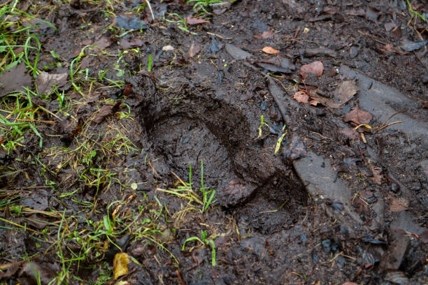 istock Wellie footprint in the mud 2183714231