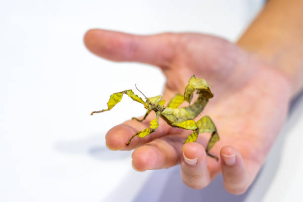 Australian walking stick, Extatosoma tiaratum