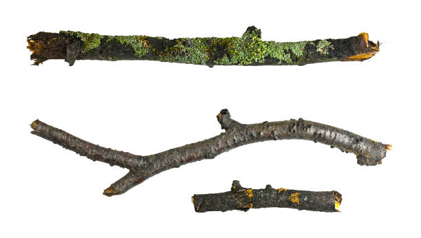 Three broken wooden branches with moss isolated on white, clipping path,