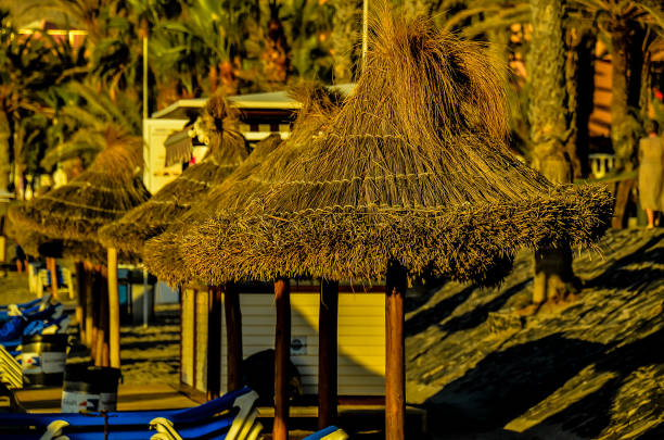 A row of beach umbrellas are lined up on the beach. The umbrellas are made of straw and are brown in color. The beach is empty and the sun is setting