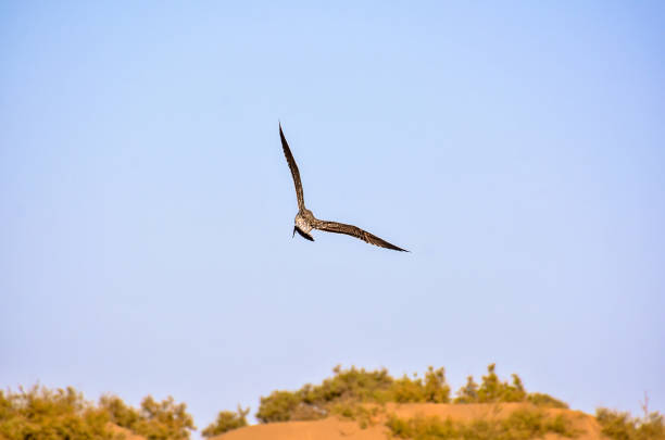 istock A bird is flying in the sky above a desert landscape 2183717957