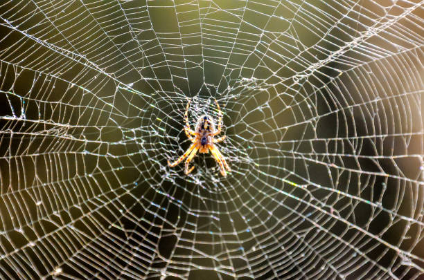 istock A spider is sitting in the center of a spider web 2183718018