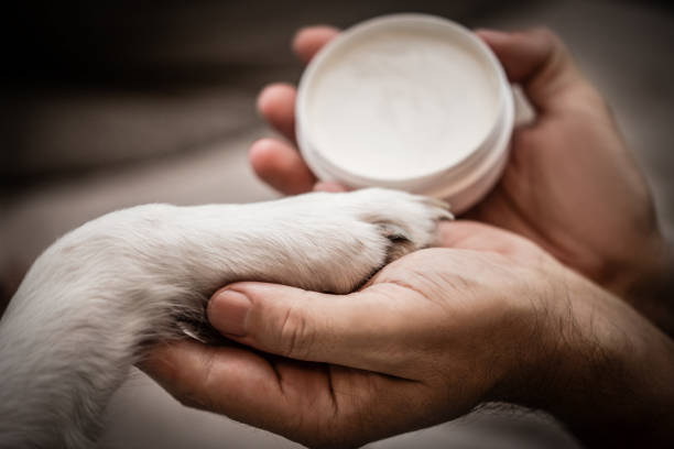puppy at veterinary doctor with stethoscope on neck.sad dog sitting on table with face in palm with surgical glove.baby animal for health check up for vaccination.pet biting ear tips,tubes.