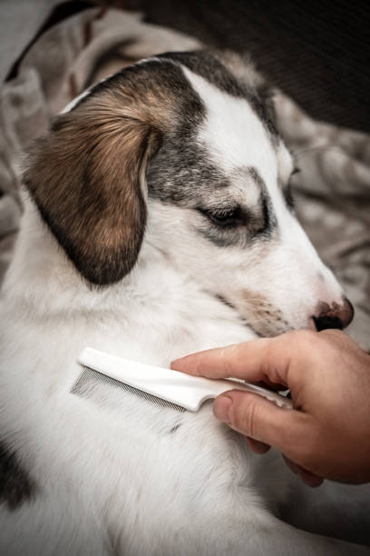 istock Man combing a dog with a flea comb, protection and healtcare routine 2183718640