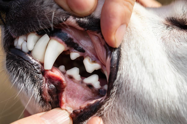 istock Peridontal disease, teeth root furcation, closeup dog mouth 2183718694