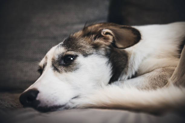 istock Cute mixed breed dog relaxing on the sofa 2183718772