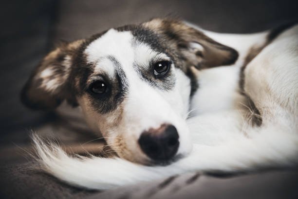 istock Cute mixed breed dog relaxing on bed 2183718894