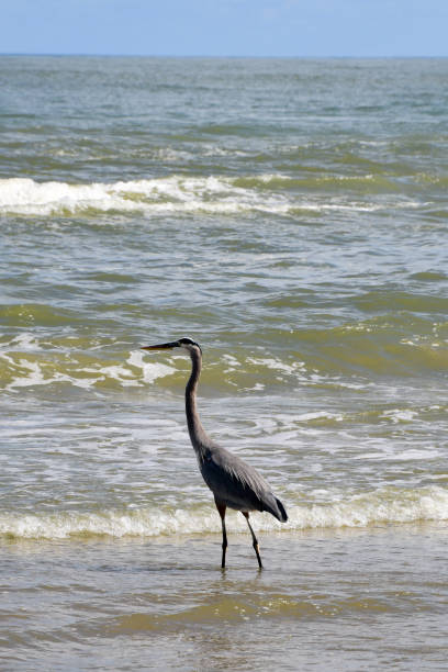 A Great Blue Heron on Boca Chica beach in Texas