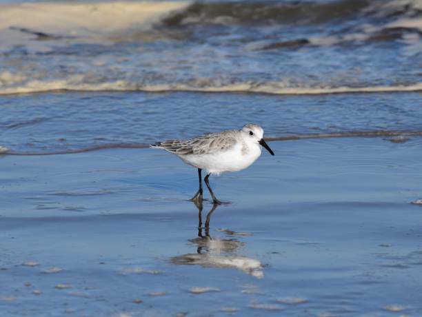 istock Sanderling on South Padre Island Beach 2183719741