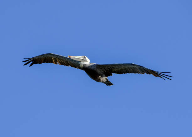 istock Pelican flying over Boca Chica Beach 2183719830