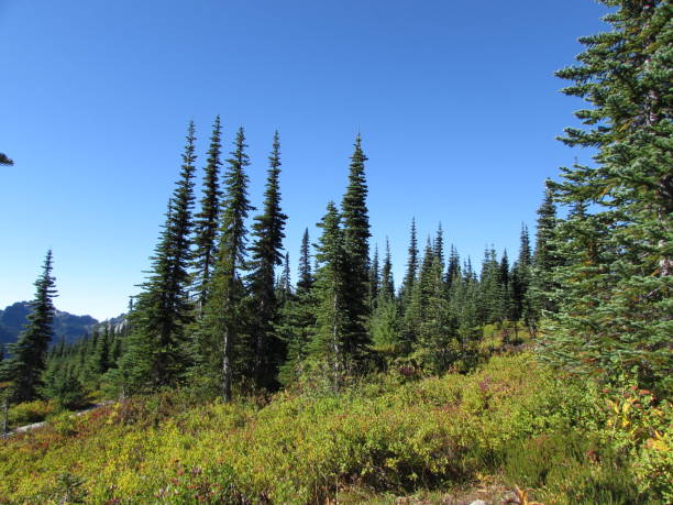 istock Woodland at Mount Rainier National Park 2183721007