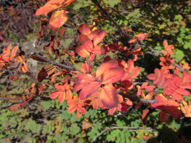 istock Autumn Colors Branch 2183722102