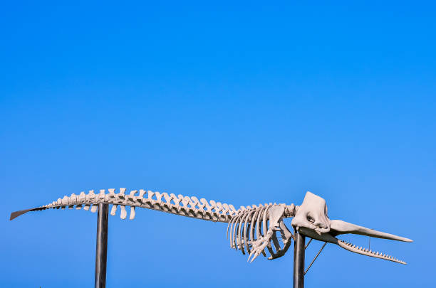 istock A skeleton of a whale is on a pole 2183722659
