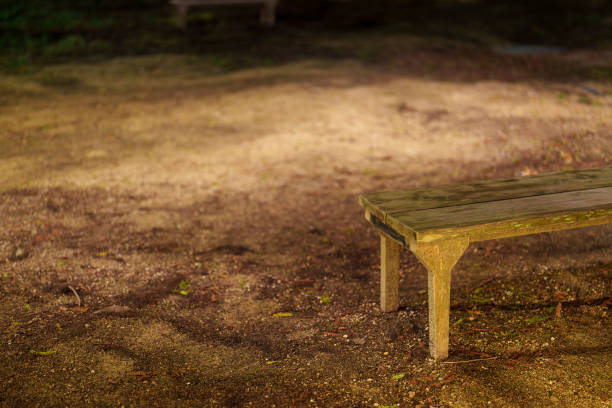 Benches placed in the forest at night.