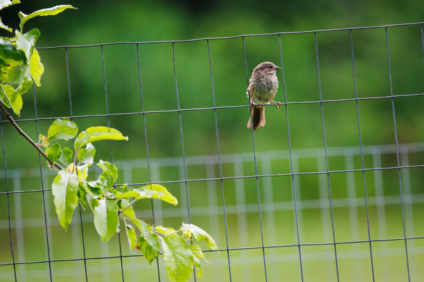 A song sparrow balances itself on a wire fence near Nelson, British Columbia, Canada.