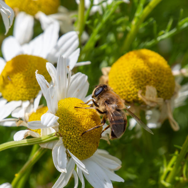 istock bee collects pollen from a white chamomile flower on a summer day. Honeybee perched on white daisy flower, close-up. 2183724234