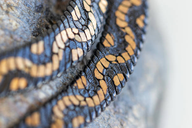 metal wickerwork jewelry detail. macro.