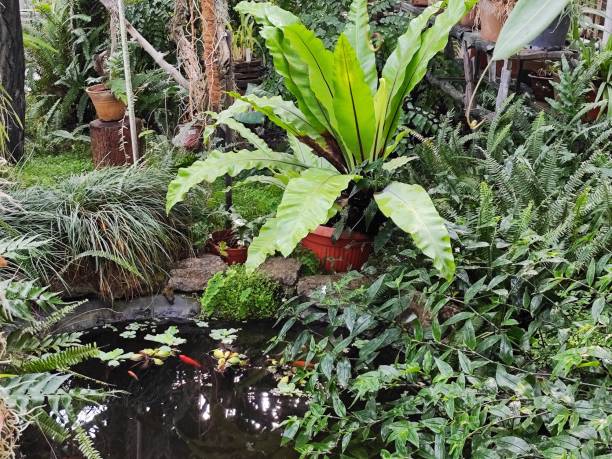 istock Exotic plants and an artificial lake with fish in a greenhouse 2183725847
