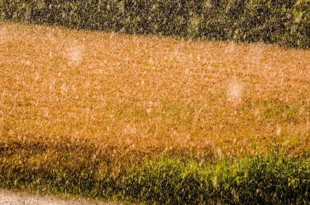 A field of grass is covered in rain. The rain is falling in a steady stream, creating a peaceful atmosphere
