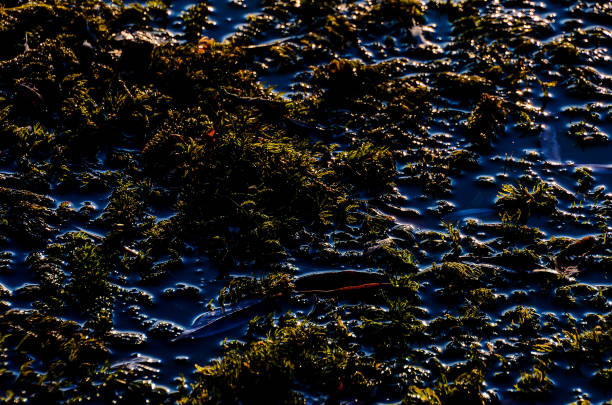 A blurry image of a pond with green plants and murky water. The water is dark and murky, and the plants are growing in it