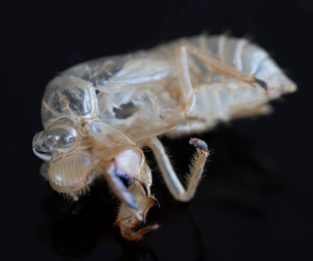 istock The hollow shell of an insect that changes the skin. 2183729891