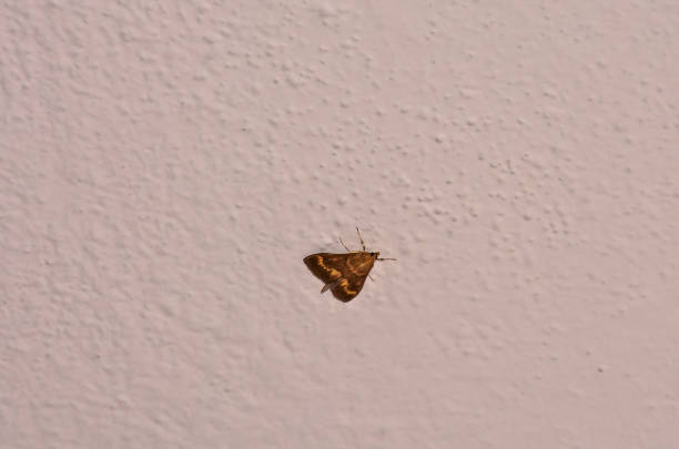 A small brown moth is sitting on a white wall. The moth is brown and has a triangular shape