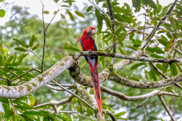 istock Scarlet macaw, Ara macao, Quepos Costa Rica. 2183729989