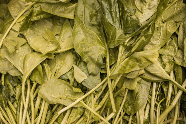 Fresh Green Spinach Leaves With Water Droplets