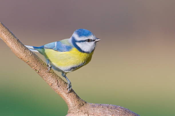 istock Common passerine bird Cyanistes caeruleus aka blue tit on dry tree. 2183731095