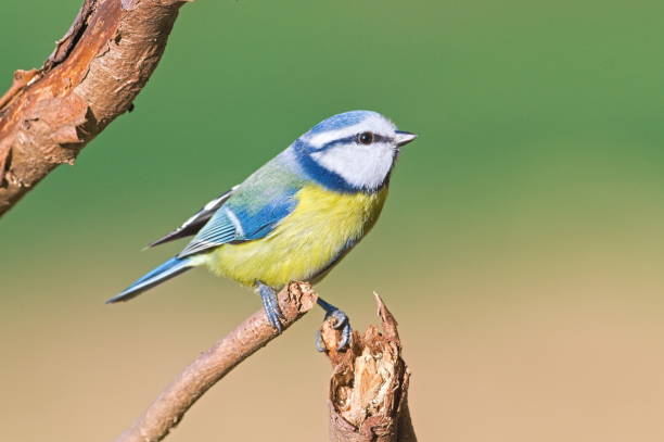 istock Common passerine bird Cyanistes caeruleus aka blue tit on dry tree. 2183731098