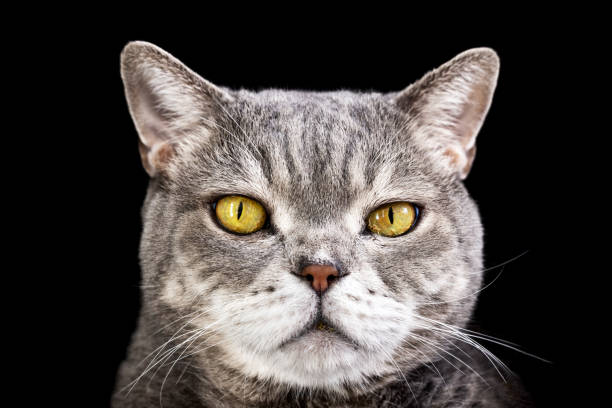 British shorthair cat portrait. Studio shot.