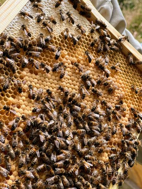 istock Close-up of honeybees on a honeycomb frame in a beehive 2183731327