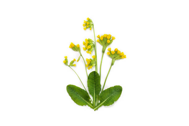 istock Flowers and leaves Primula veris ( common names: common cowslip, cowslip, petrella, herb peter, paigle, peggle, key flower, Primula officinalis Hill ) on a white background. Top view, flat lay 2183731805