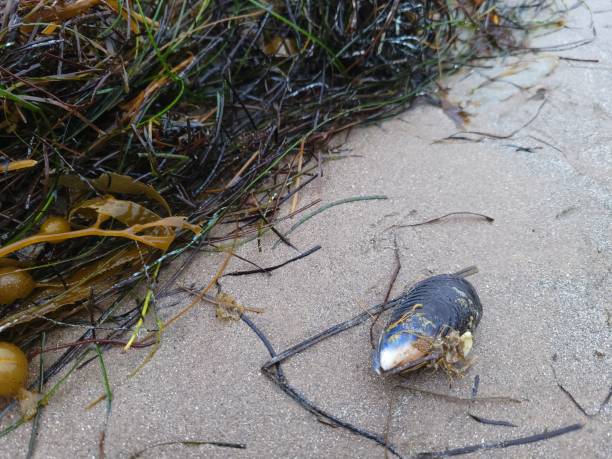 California Mussel on Sand with Sea Weeds