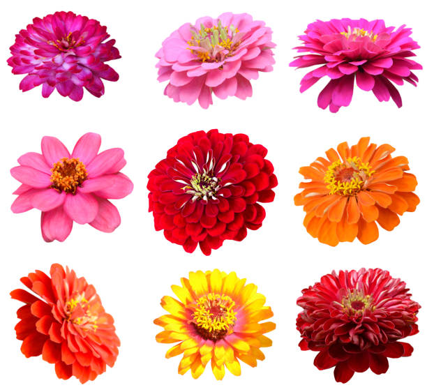 istock Beautiful colorful zinnia flowers 2183733256