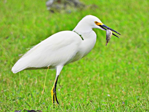 istock Snowy Egret (Egretta thula) - with catch of fish 2183733398