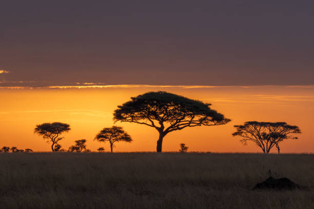 istock Gentle Sunset in Maasai Mara, Kenya 2183734658
