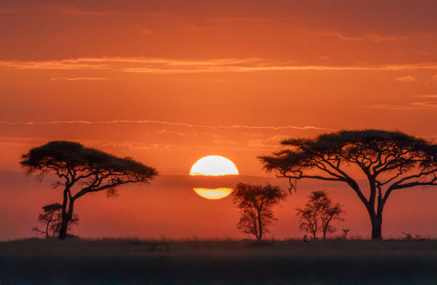 istock Acacia Trees at Sunset, Kenya 2183734663