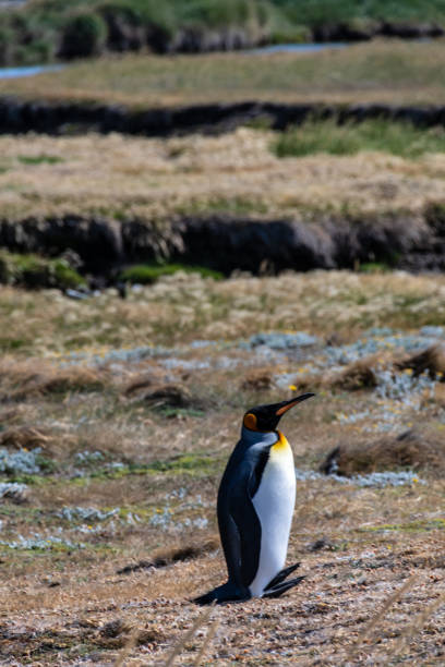 istock King penguin colony on Tierra de Fuego 2183735068