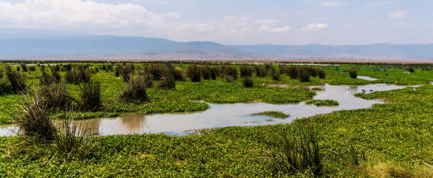 istock The Ngorogoro Crater Landscape 2183735090