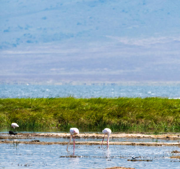 istock Flamingos in Lake Magadi 2183735103