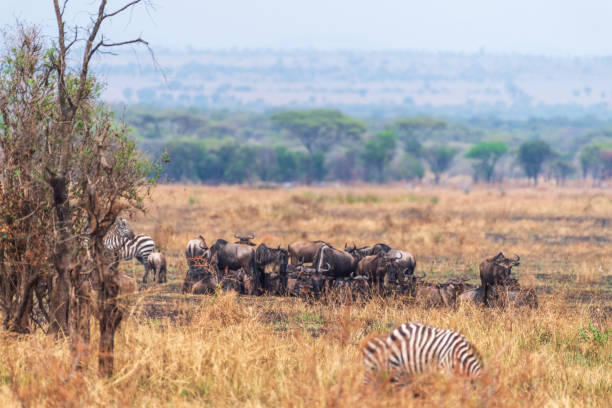 istock Wildebeest in the serengeti 2183735126