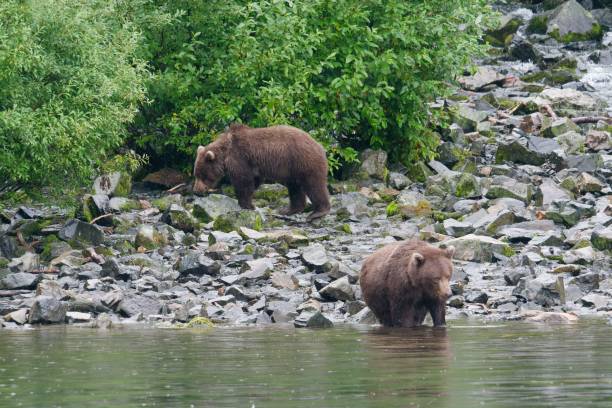 istock Brown bears on a rocky riverbank in a forest. 2183735567