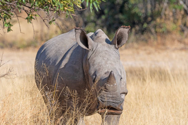 istock Baby White Rhino Grazing on the Grass 2183735904