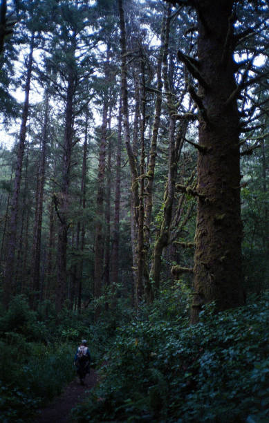 istock Hiker and massive trees on film 2183736257
