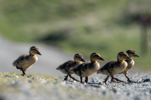 istock Ducklings up close crossing a road 2183736328