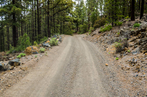 istock A dirt road in the woods with trees on either side 2183737046