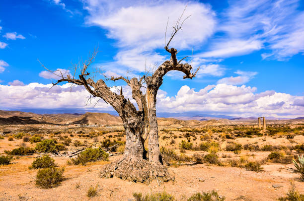 istock A tree stands alone in a desert landscape 2183737476