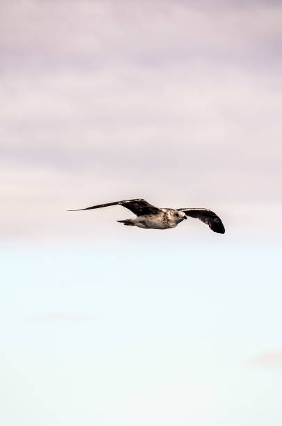 istock A bird is flying in the sky with a cloudy background 2183737492