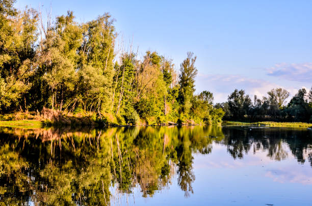 Trees reflect in a calm river
